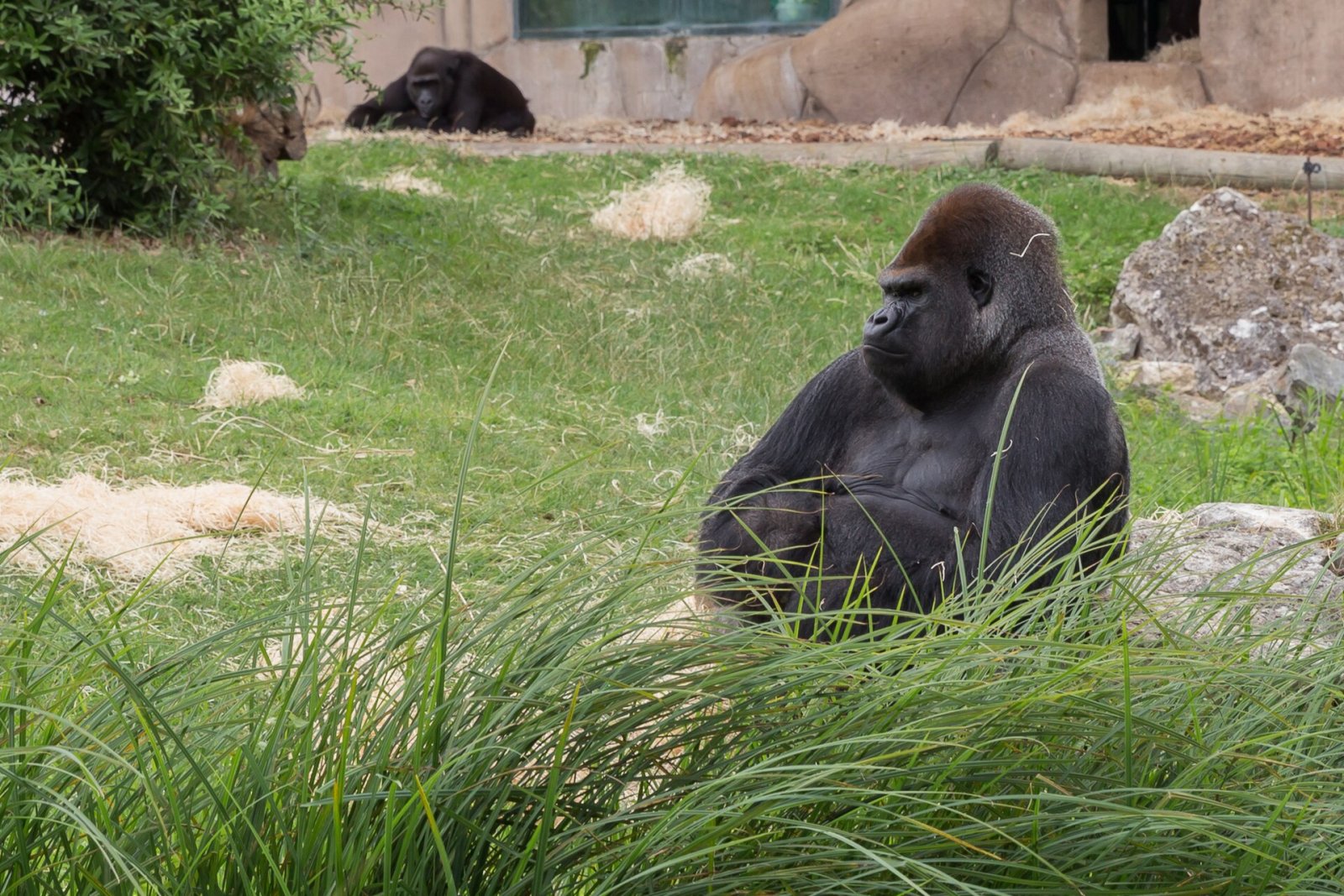 Gorillas: Eine Reise zwischen Natur und Abenteuer in Griechenland — FGFW+5W Paramithia