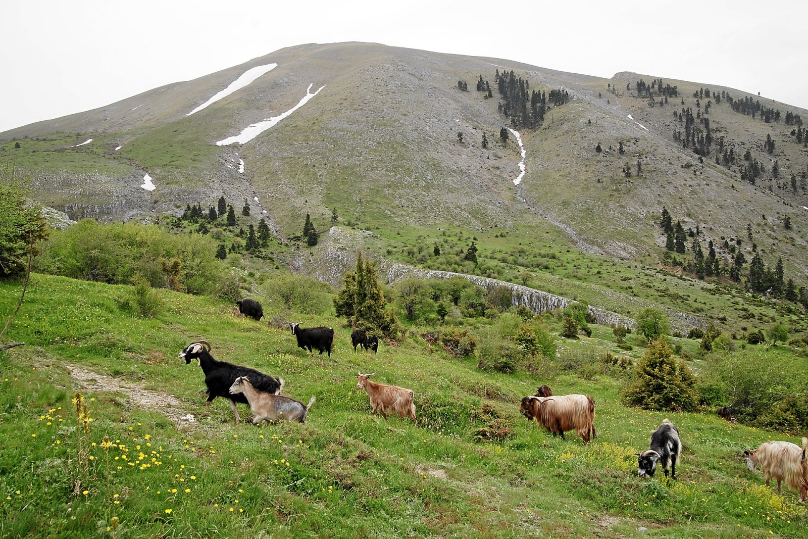 Ossa: Ein Naturjuwel im Herzen Griechenlands — QMWP+73 Lakeria