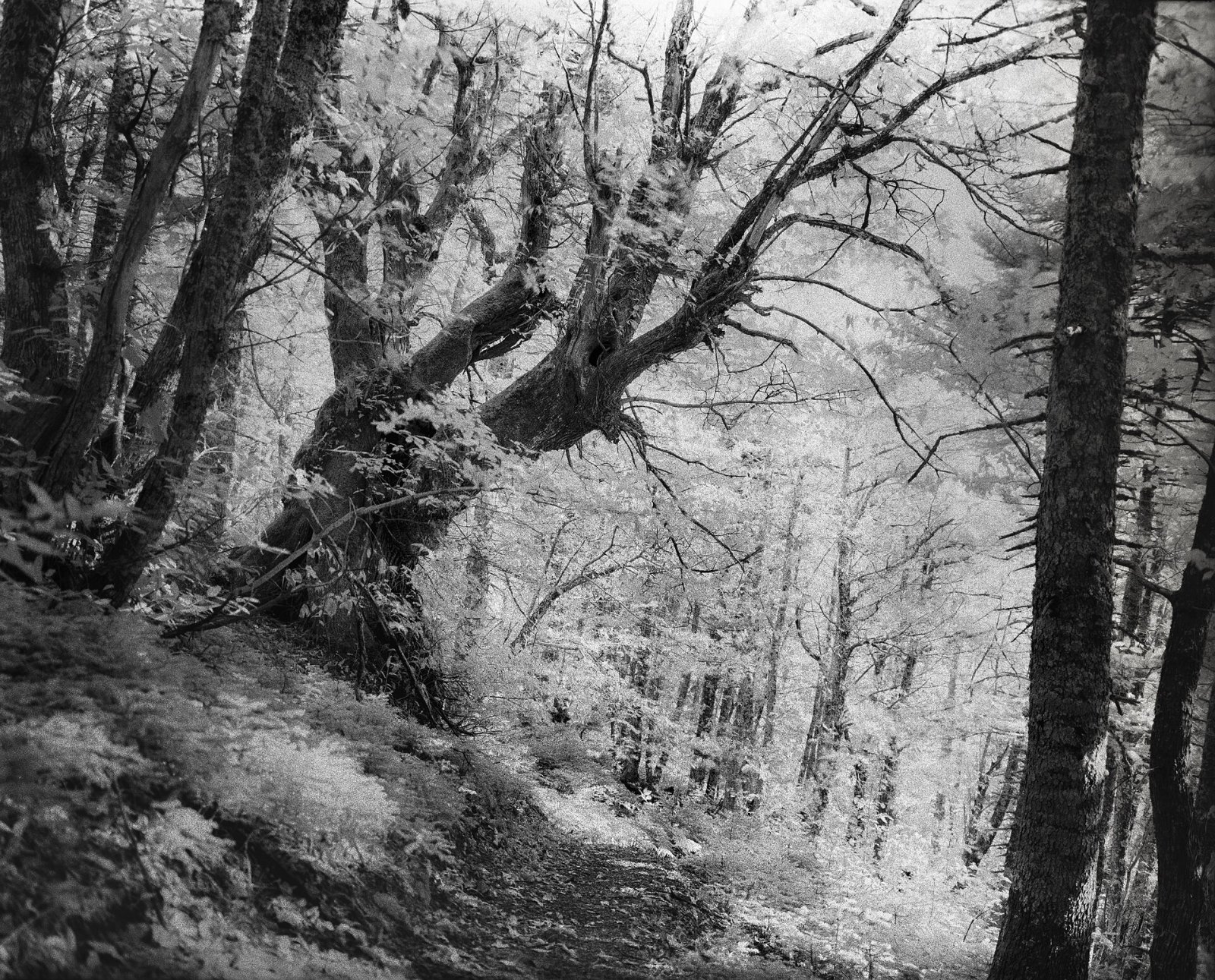 Discover Dirfi: The Enchanting Mountain of Euboea - JRGR+JC Dirfis | Secret World Trip Planner
