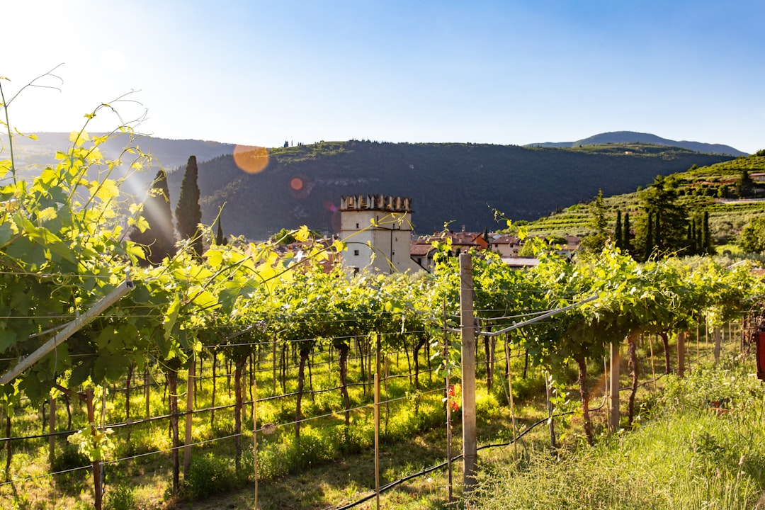 Valpolicella: Il Paradiso dell'Amarone — Valpolicella