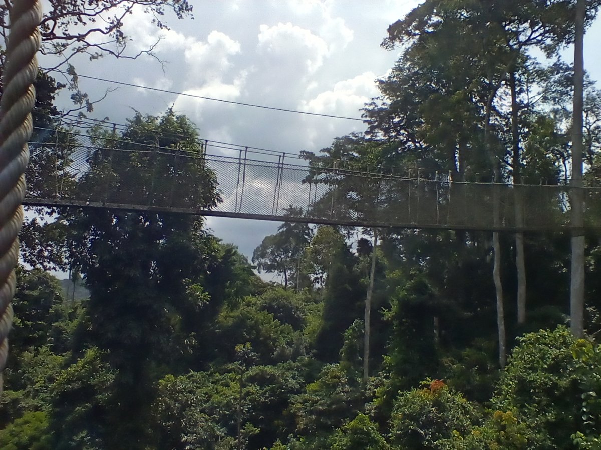 Kakum Nationalpark: Ein verstecktes Juwel in Ghana - R82 | Secret World Trip Planner