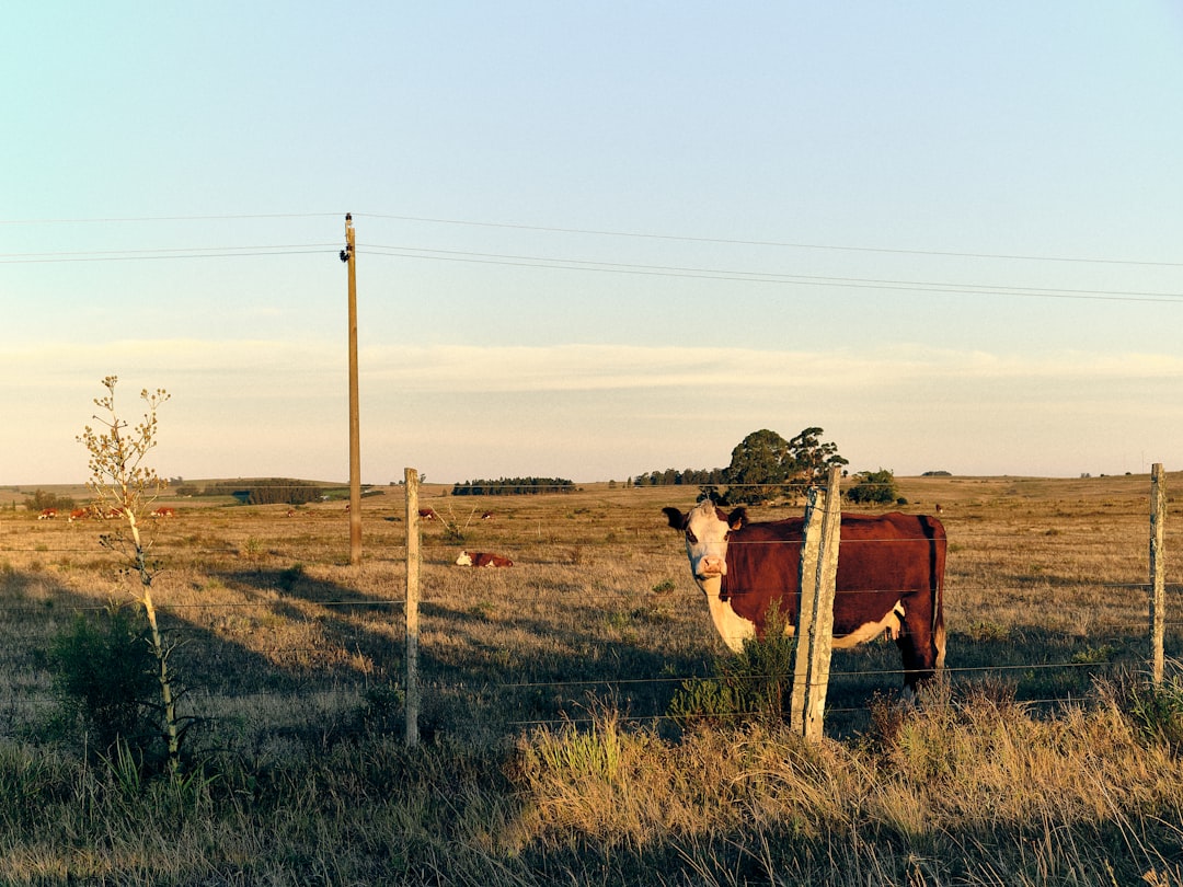 Discover Uruguay: A Gem of South America | Secret World Trip Planner