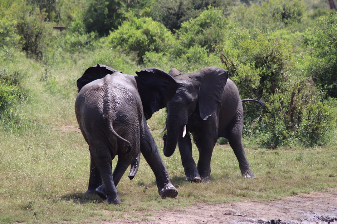 Scoprire la Biodiversità al Malelane Gate del Kruger - R570 | Secret World Trip Planner