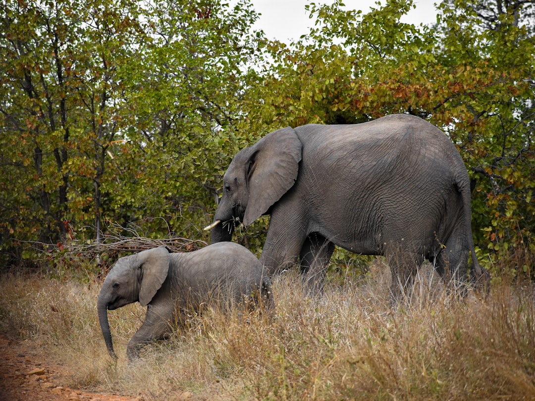 Entdecke die Biodiversität am Malelane Gate im Kruger - R570 | Secret World Trip Planner