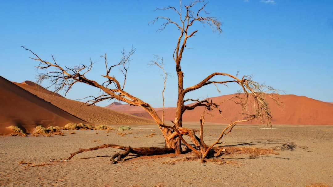 Düne 45 Sossusvlei: Die Magie der Namibwüste - Dune 45 Sossusvlei | Secret World Trip Planner