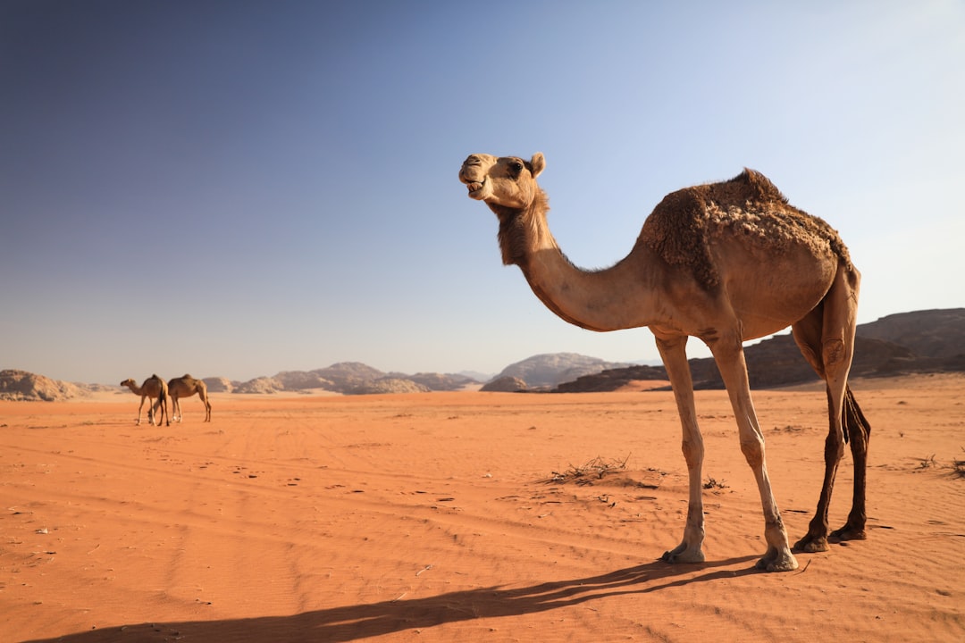 Wadi Rum: il deserto di pietra rossa della Giordania — Wadi Rum Village