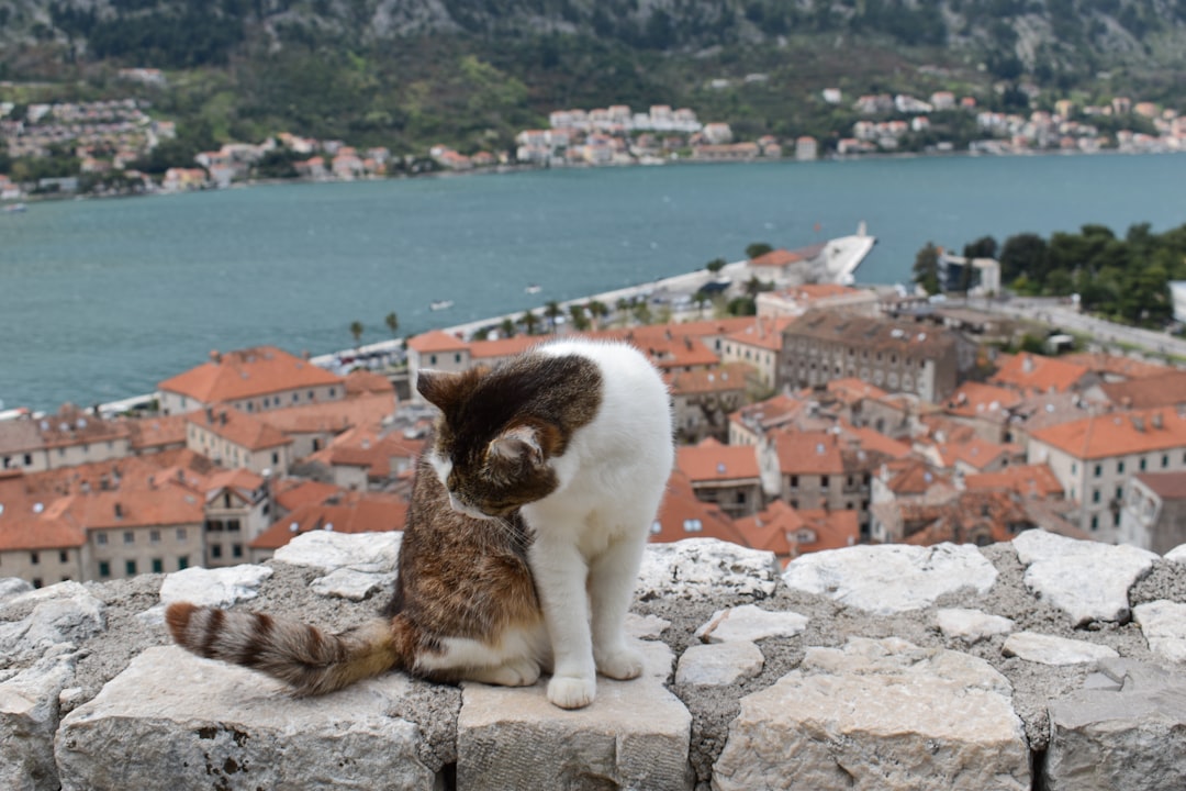 Kotor's Cats Museum: Felines and Artisans in History - Trg Gospa od Anđela - Stari Grad 371 | Secret World Trip Planner