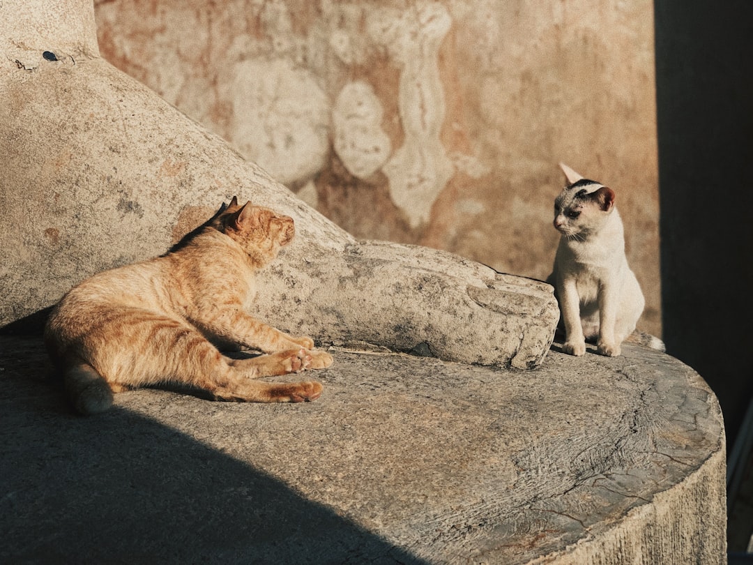 Kotor's Cats Museum: Felines and Artisans in History - Trg Gospa od Anđela - Stari Grad 371 | Secret World Trip Planner