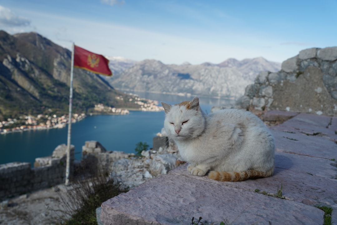 Katzenmuseum in Kotor: Katzen und Handwerker im Mittelalter - Trg Gospa od Anđela - Stari Grad 371 | Secret World Trip Planner