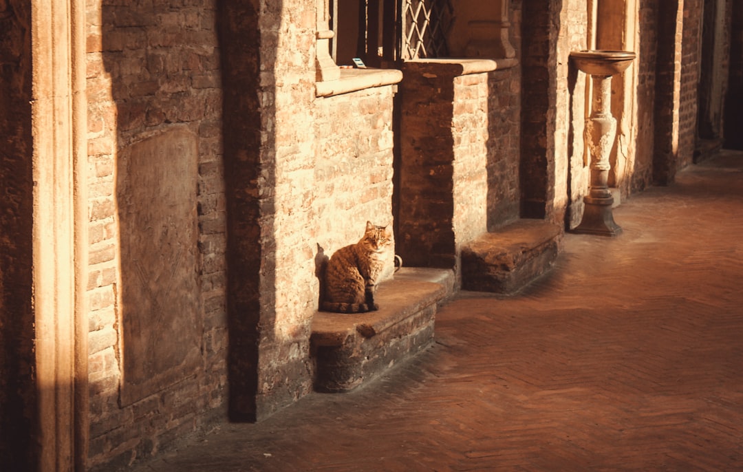 Katzenmuseum in Kotor: Katzen und Handwerker im Mittelalter - Trg Gospa od Anđela - Stari Grad 371 | Secret World Trip Planner