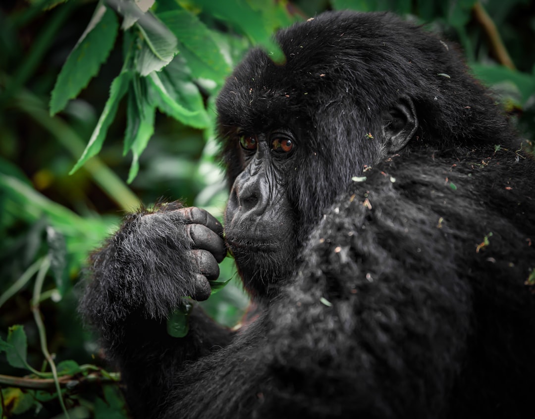 Volcanoes National Park: Trekking with Rwanda's Gorillas - NM 222 Street | Secret World Trip Planner