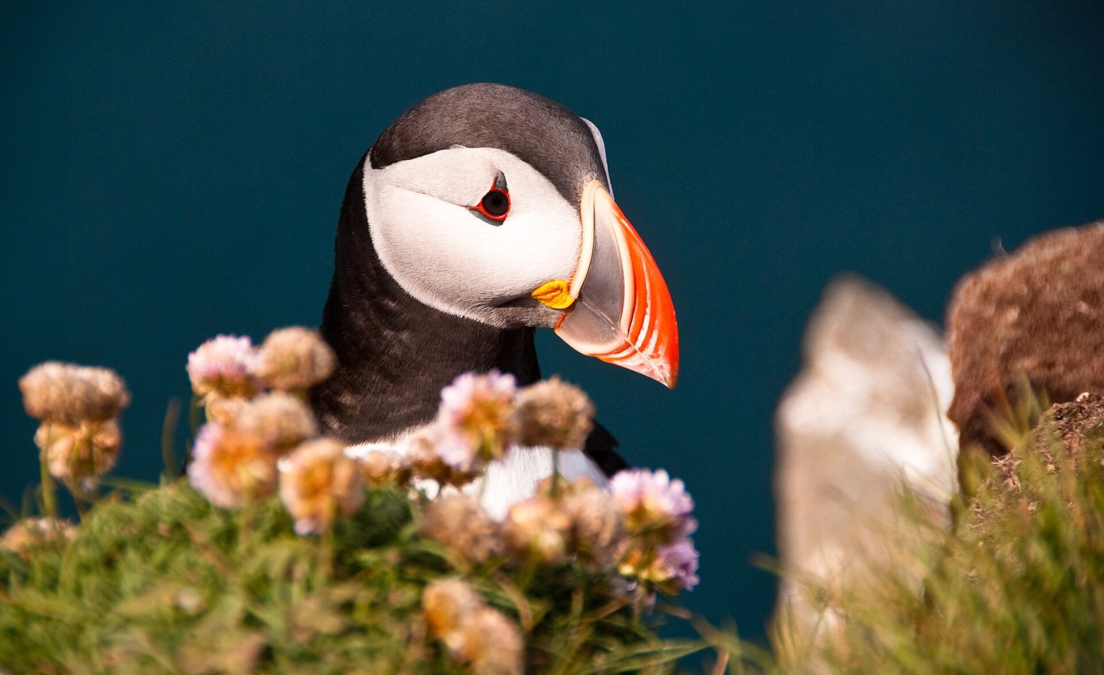 Entdecken Sie Látrabjarg: der westlichste Punkt Islands | Secret World Trip Planner