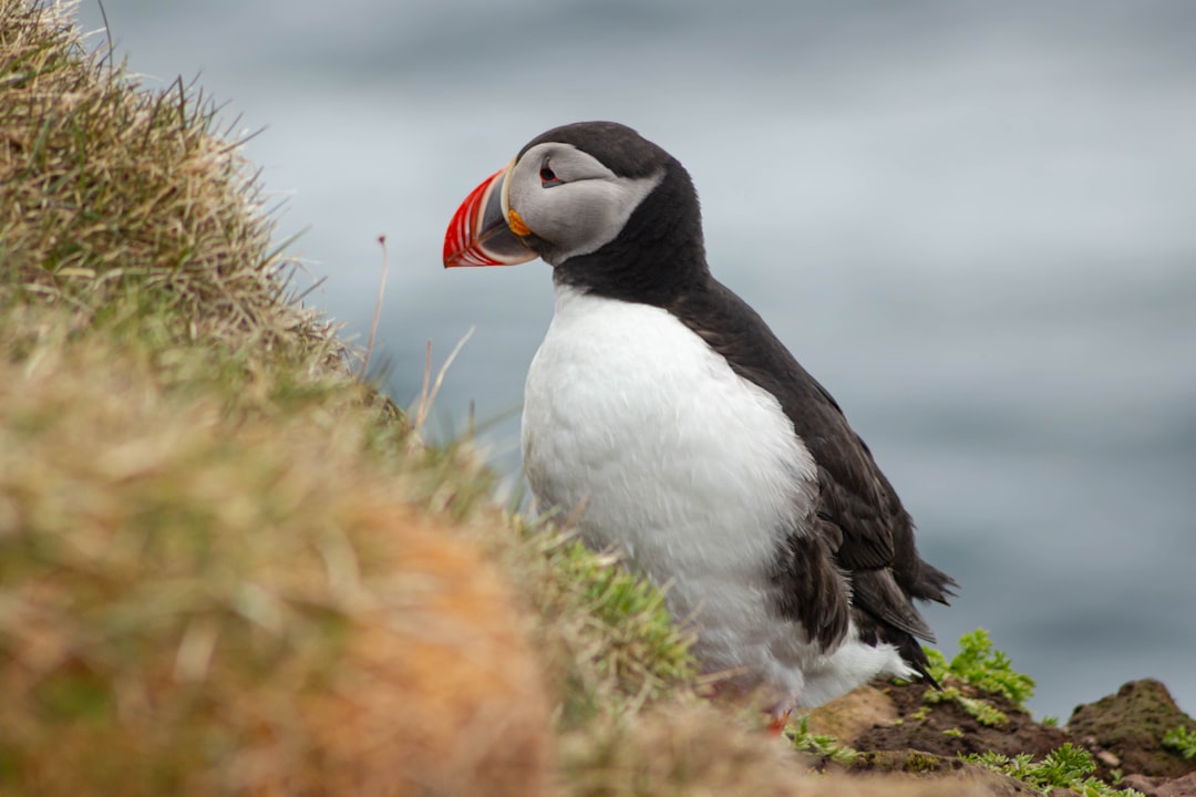 Entdecken Sie Látrabjarg: der westlichste Punkt Islands | Secret World Trip Planner