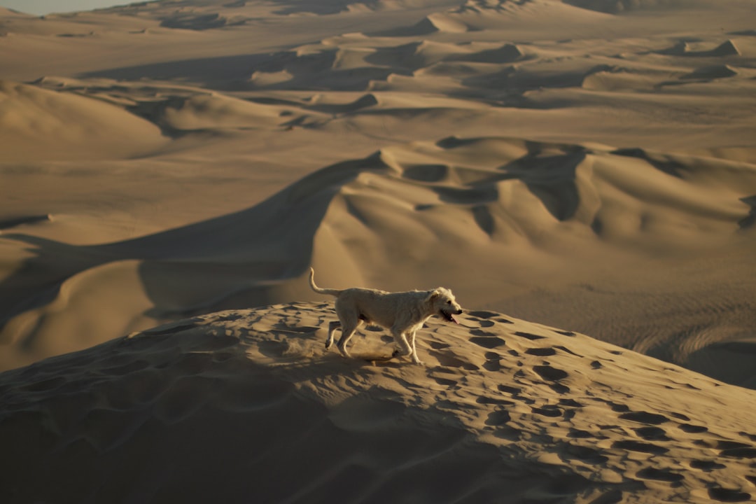 Huacachina: The Oasis in Peru's Ica Desert - Unnamed Road | Secret World Trip Planner