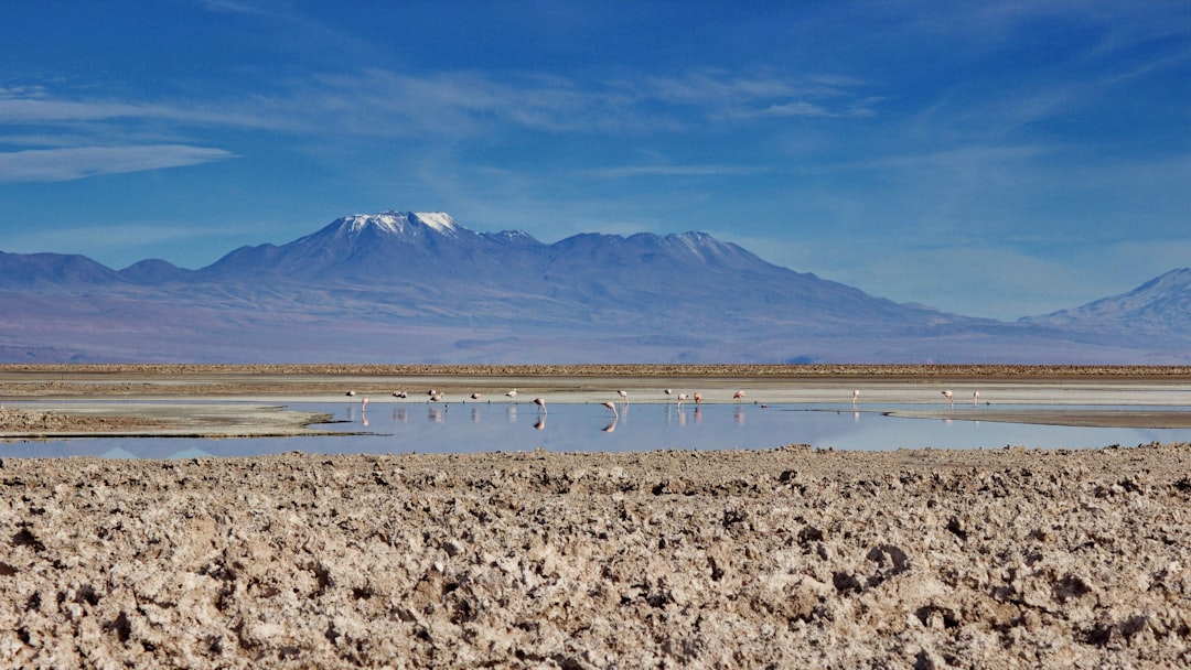 Saline Aguada Blanca: Hochgebirgswildtiere entdecken — Reserva Nacional de Salinas y Aguada Blanca