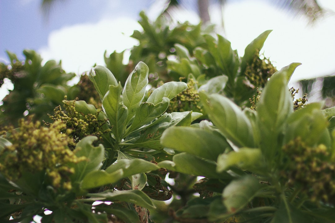 Lifou: l'isola corallina delle acque cristalline - Lifou | Secret World Trip Planner