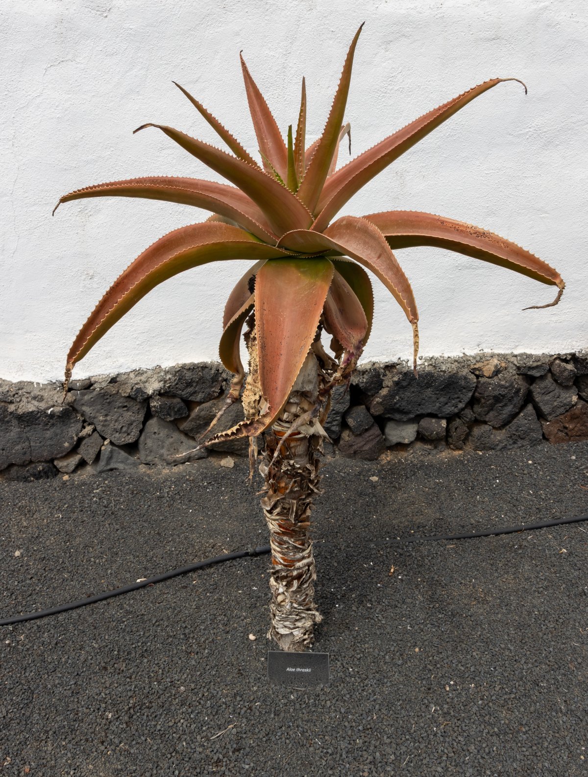El Grifo Wineries: Volcanic Wines of Lanzarote — 35559 San Bartolomé