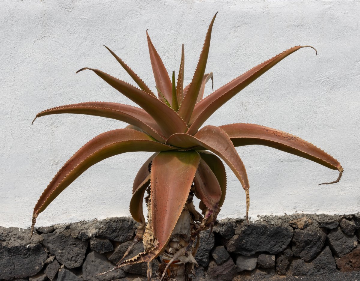Bodegas El Grifo: Vulkanweine von Lanzarote - 35559 San Bartolomé | Secret World Trip Planner