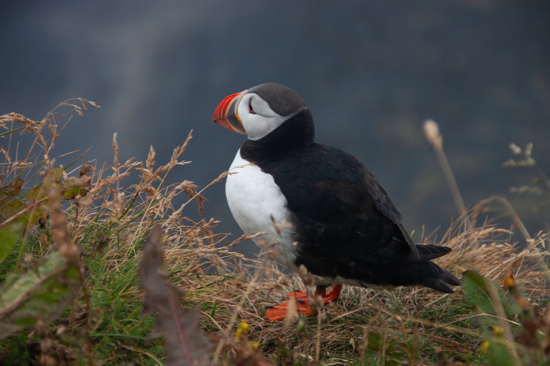 Bird Watching in Islanda: Un'Esperienza Unica nella Natura — Laugarbakki