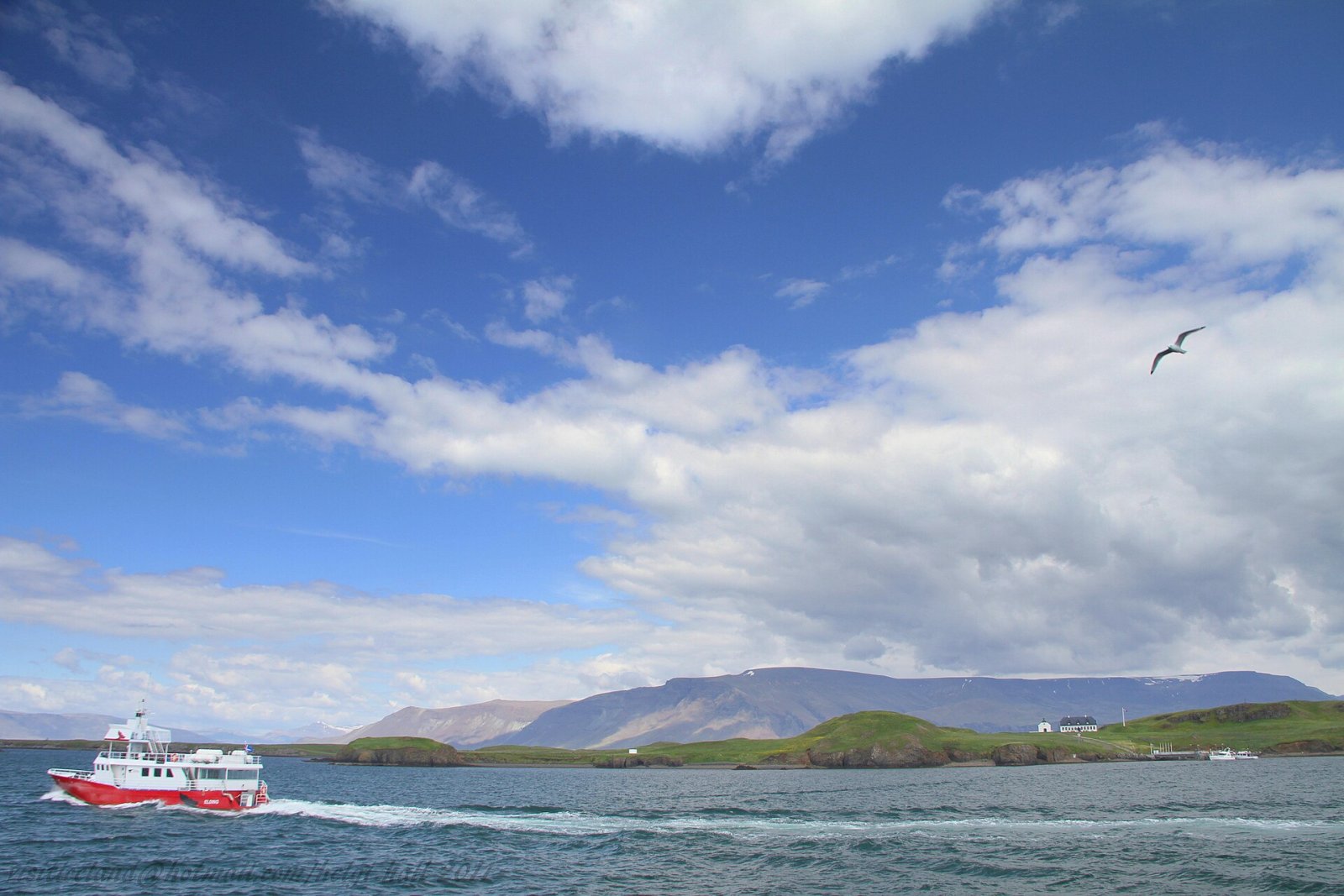 Bird Watching in Islanda: Un'Esperienza Unica nella Natura - Laugarbakki | Secret World Trip Planner
