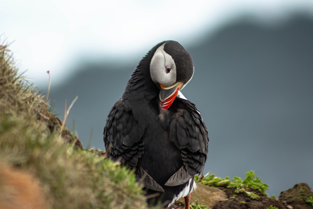 Bird Watching in Islanda: Un'Esperienza Unica nella Natura - Laugarbakki | Secret World Trip Planner