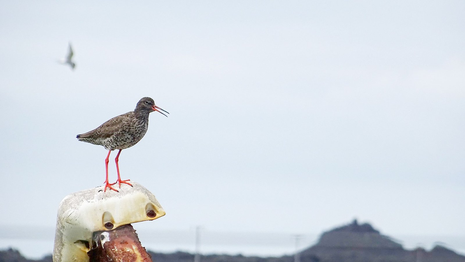 Bird Watching in Islanda: Un'Esperienza Unica nella Natura - Laugarbakki | Secret World Trip Planner