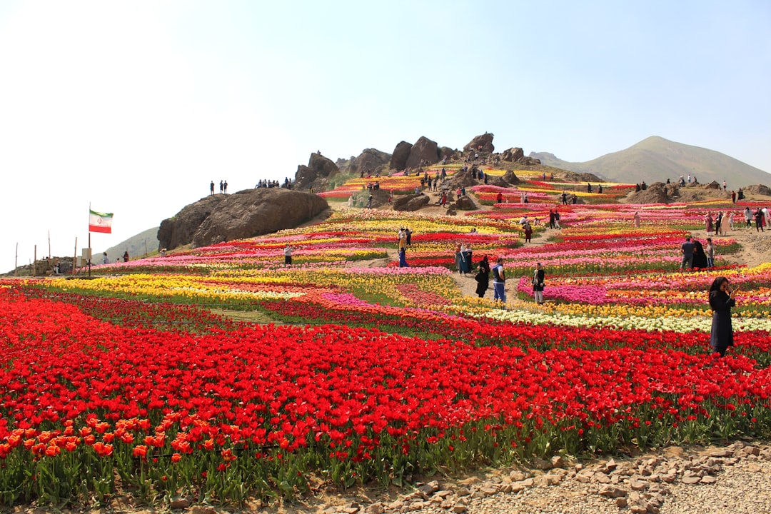 Blumen-Tal in Yumthang: Hochgebirgsblüten - Yumthang | Secret World Trip Planner