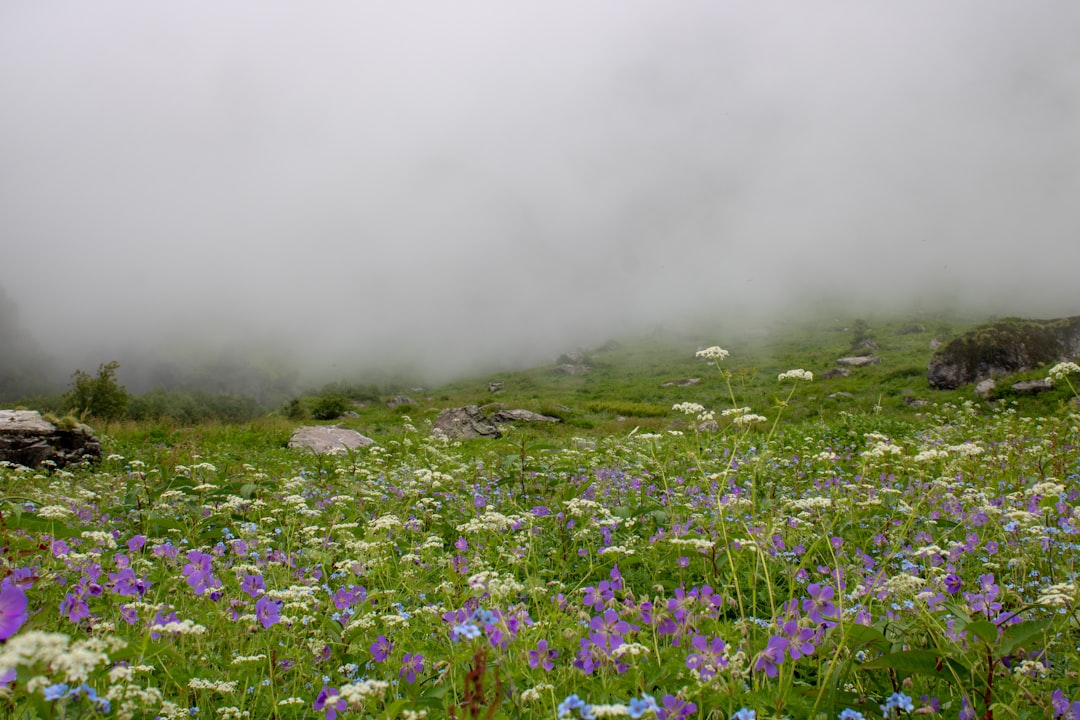 Blumen-Tal in Yumthang: Hochgebirgsblüten - Yumthang | Secret World Trip Planner