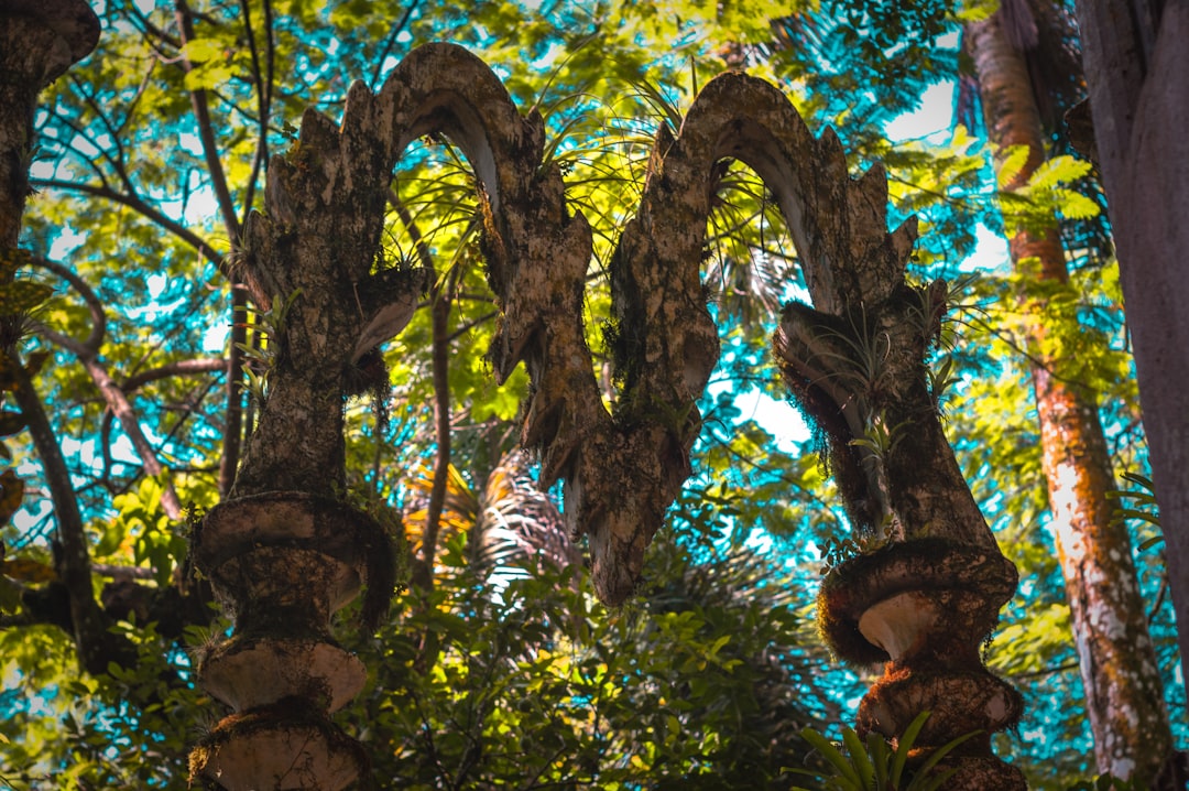 Las Pozas: Ein Surrealistischer Garten im Herzen Mexikos — Xilitla
