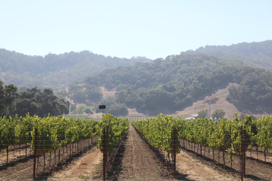 Napa Valley Wine Train: vino e paesaggi su rotaia - Napa | Secret World Trip Planner