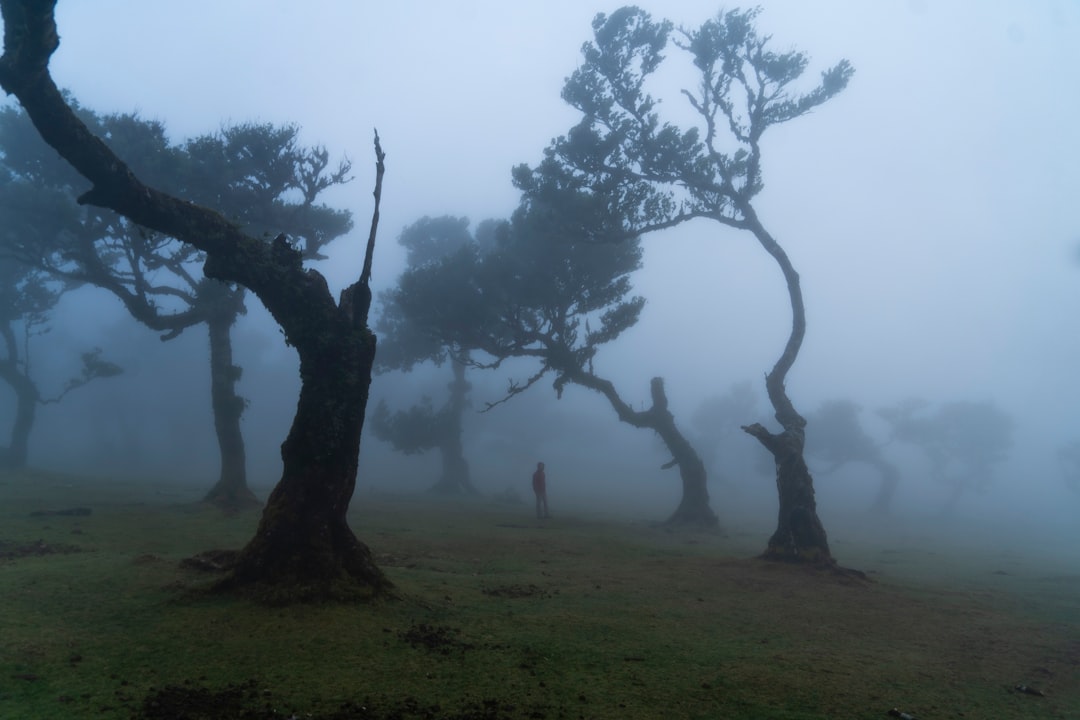 Fanal: un angolo di natura incontaminata in Portogallo - Seixal | Secret World Trip Planner