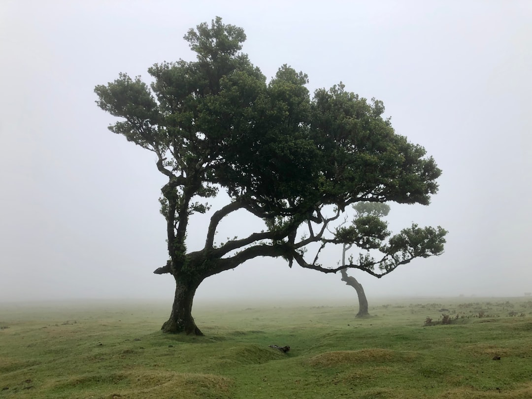 Fanal: Ein unberührtes Naturparadies in Portugal - Seixal | Secret World Trip Planner