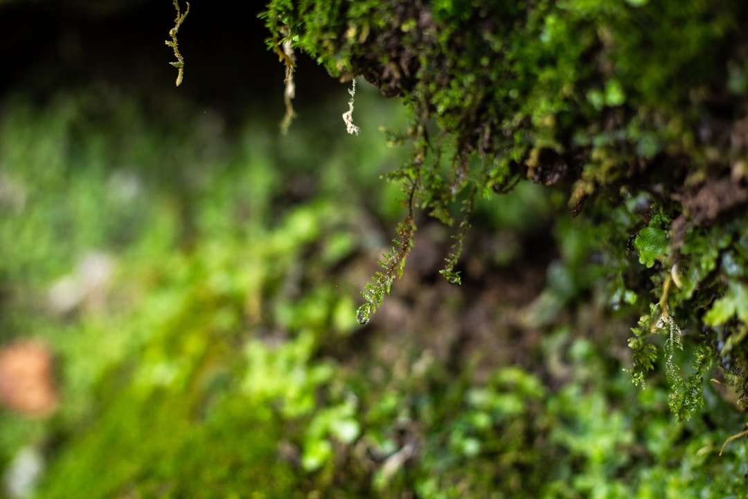Entdecke Papuk: das Naturjuwel Kroatiens — Šušnjari