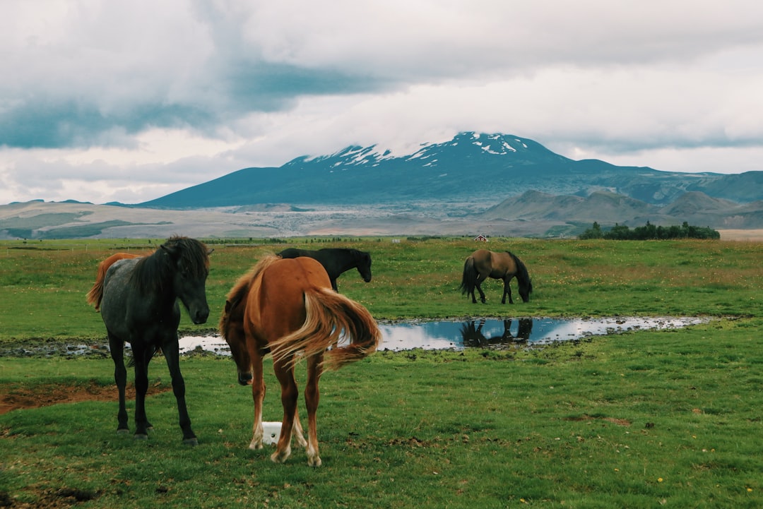 Hekla: escursione sul vulcano più temuto d'Islanda — Hekla