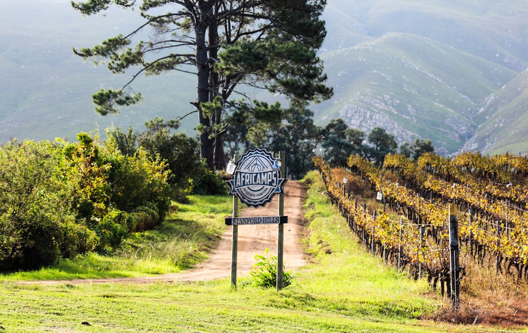 Colares: Atlantic Wines from Portugal's Sands — Alameda Cel. Linhares de Lima 32