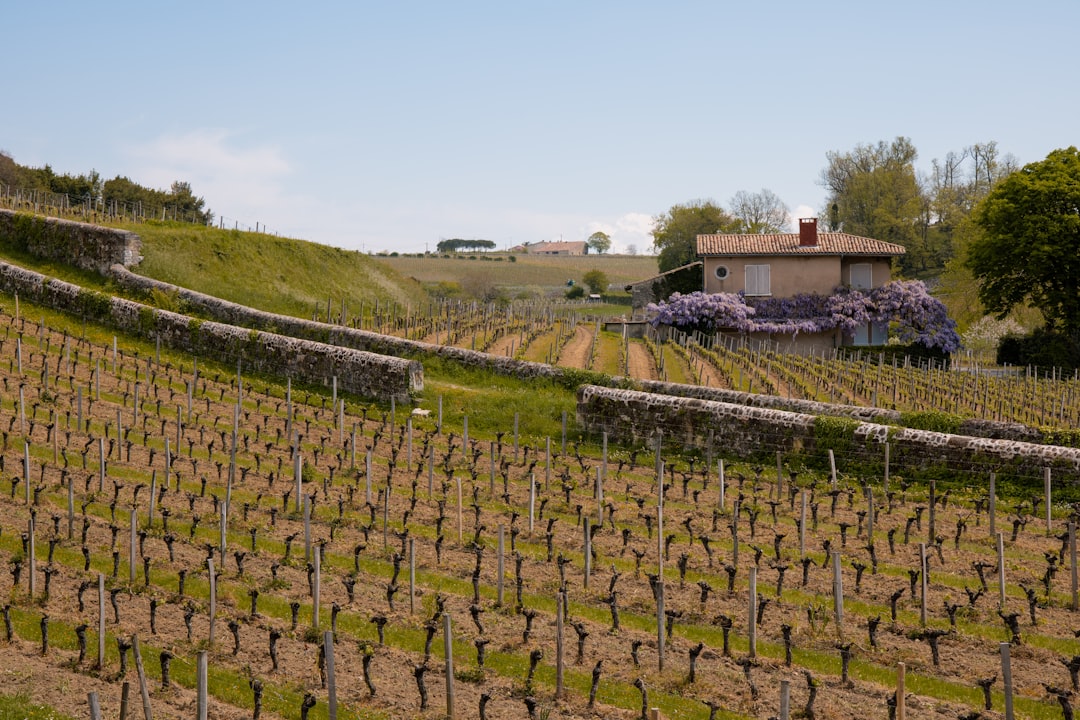 Colares: Atlantic Wines from Portugal's Sands - Alameda Cel. Linhares de Lima 32 | Secret World Trip Planner