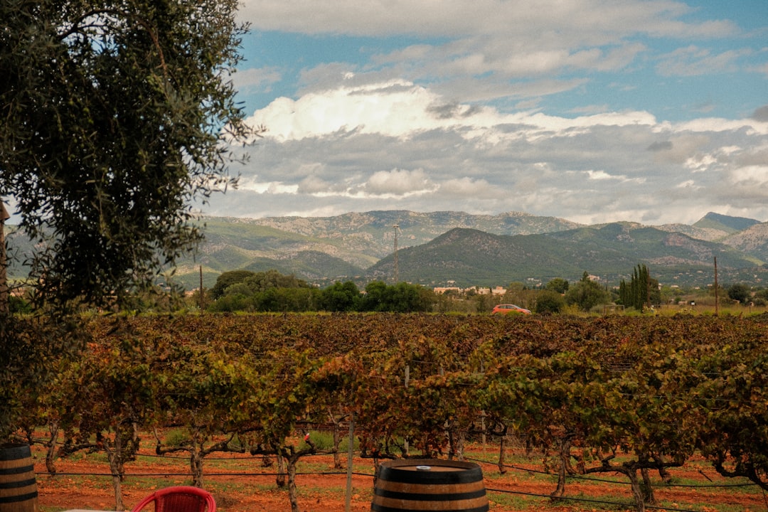 Colares: Atlantische Weine aus den Sanden Portugals - Alameda Cel. Linhares de Lima 32 | Secret World Trip Planner