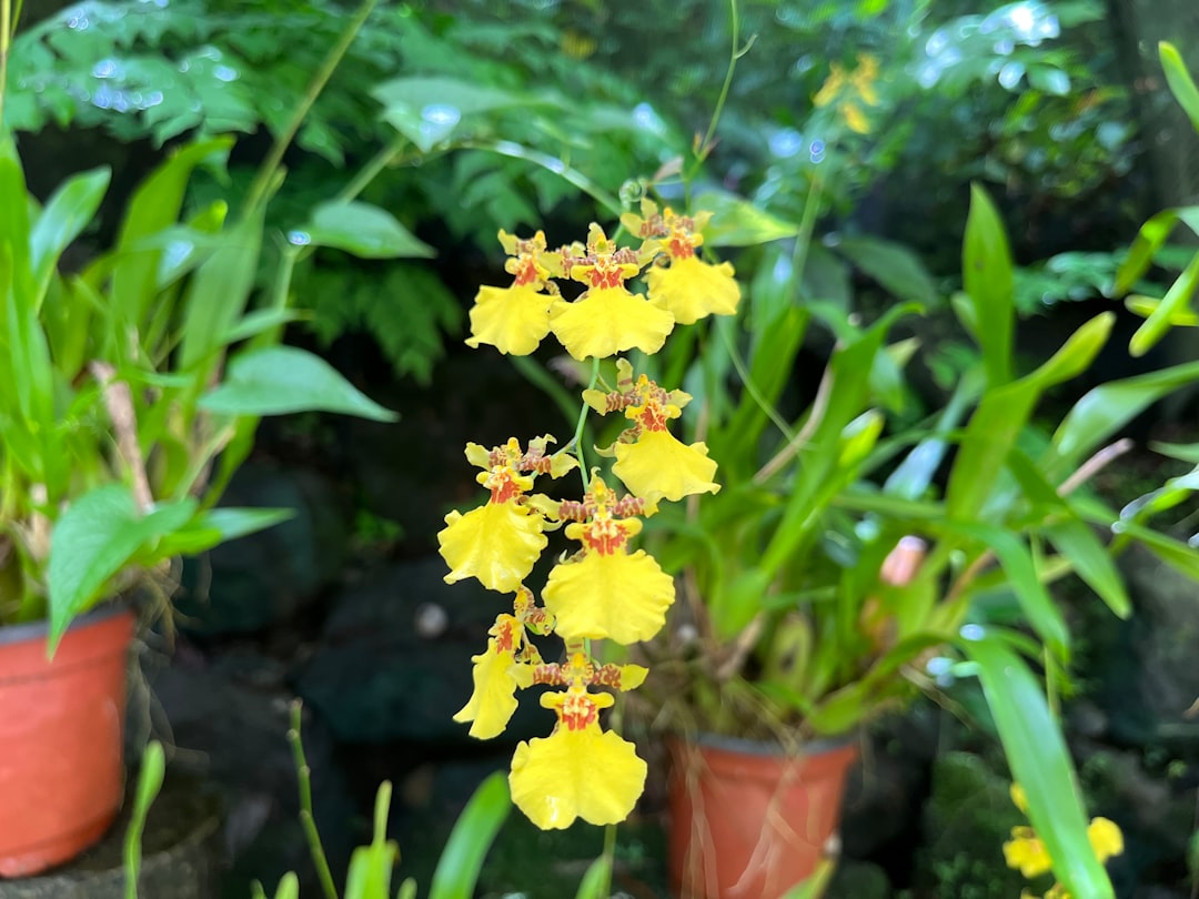 Garden of the Sleeping Giant: Orchids in Fiji — Wailoko Road
