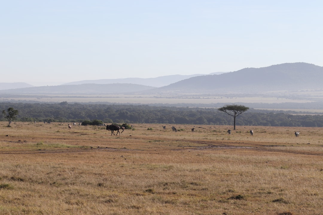 Masai Mara: Big Cats and the Kenyan Savannah — Narok