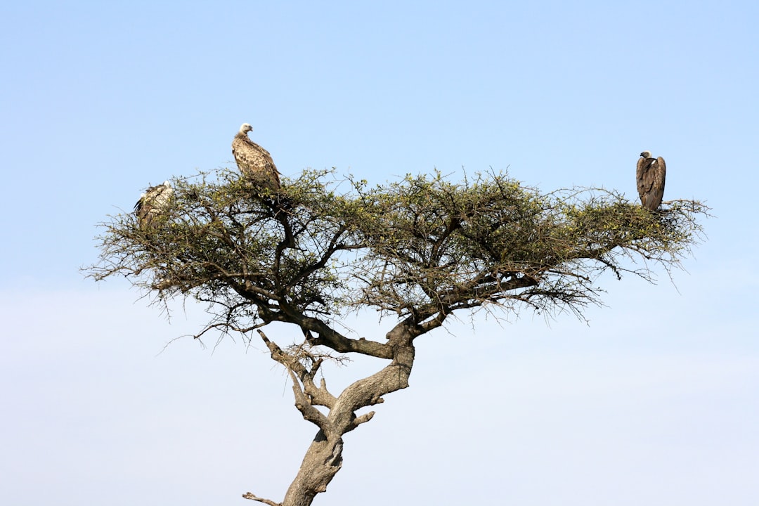 Masai Mara: Große Katzen und kenianische Savanne - Narok | Secret World Trip Planner