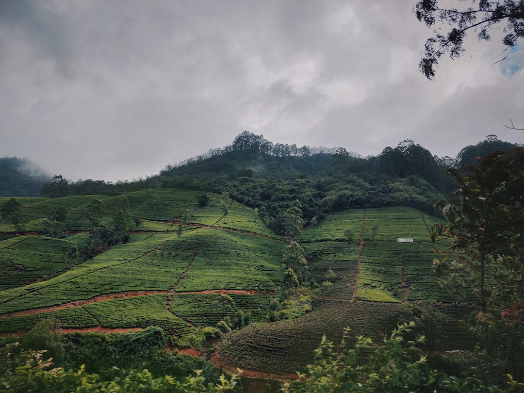 Thotupola Kanda: Un Paradiso Naturale nel Cuore dello Sri Lanka - Pattipola | Secret World Trip Planner