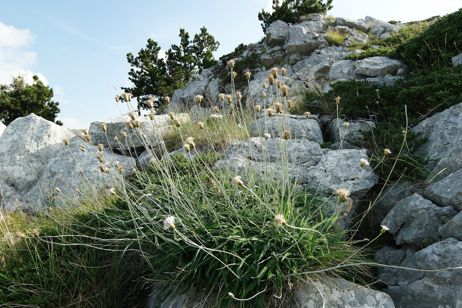 Scopri Velika Jastrebica: il tesoro naturale del Montenegro — HGXV+6C Ubla