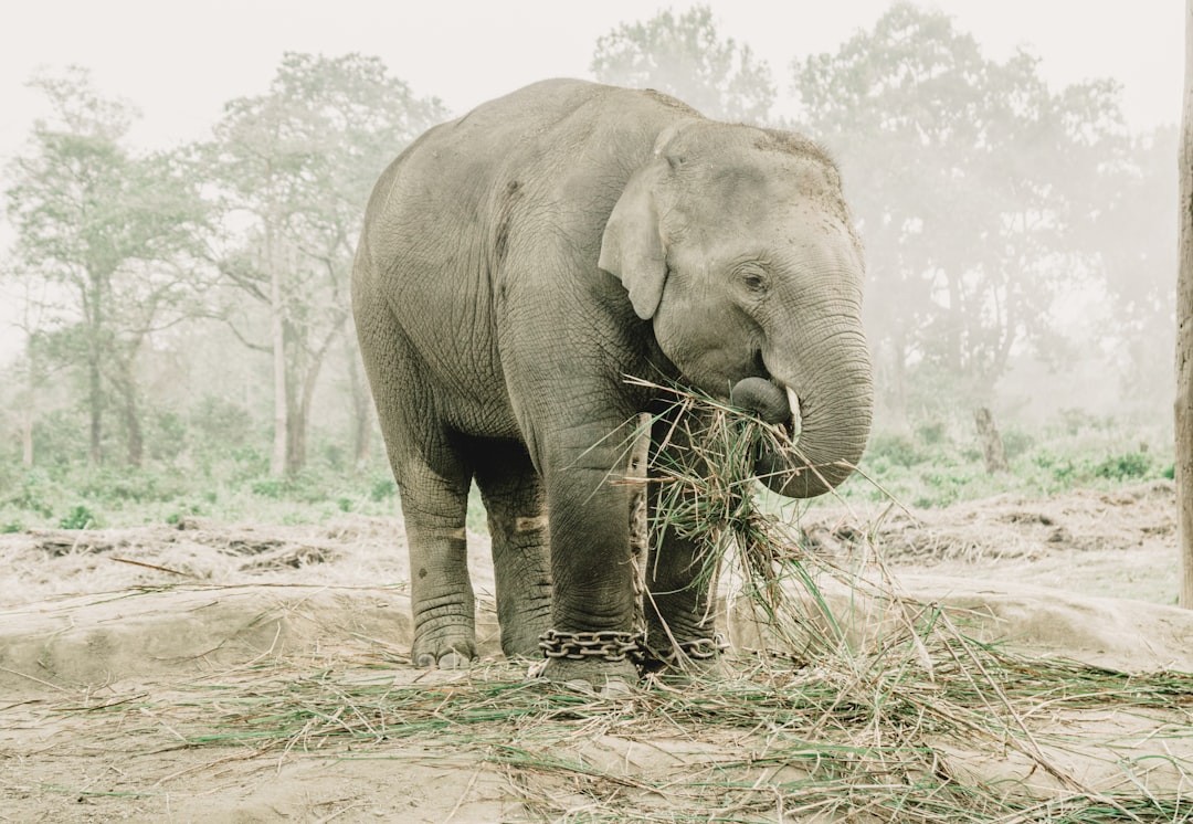 Chitwan: rinoceronti e coccodrilli sul fiume Rapti - HFFV+Q6W | Secret World Trip Planner