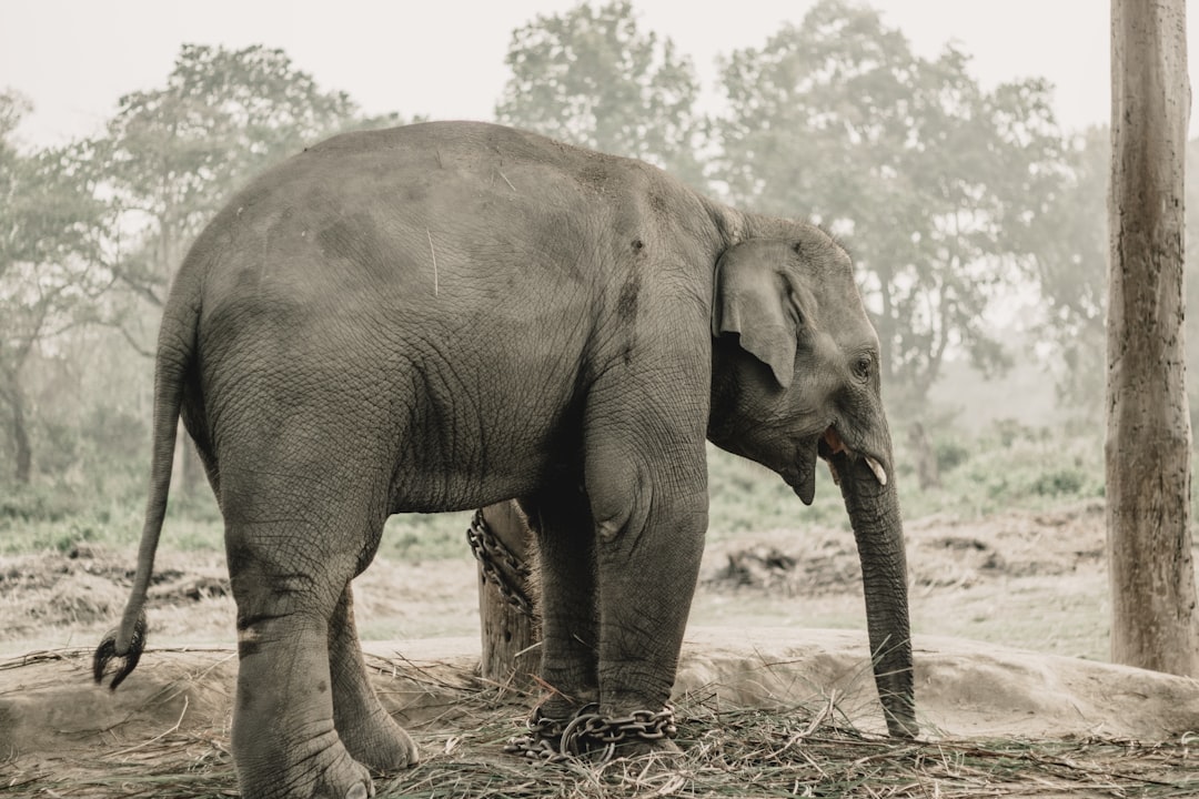 Chitwan: rinoceronti e coccodrilli sul fiume Rapti - HFFV+Q6W | Secret World Trip Planner