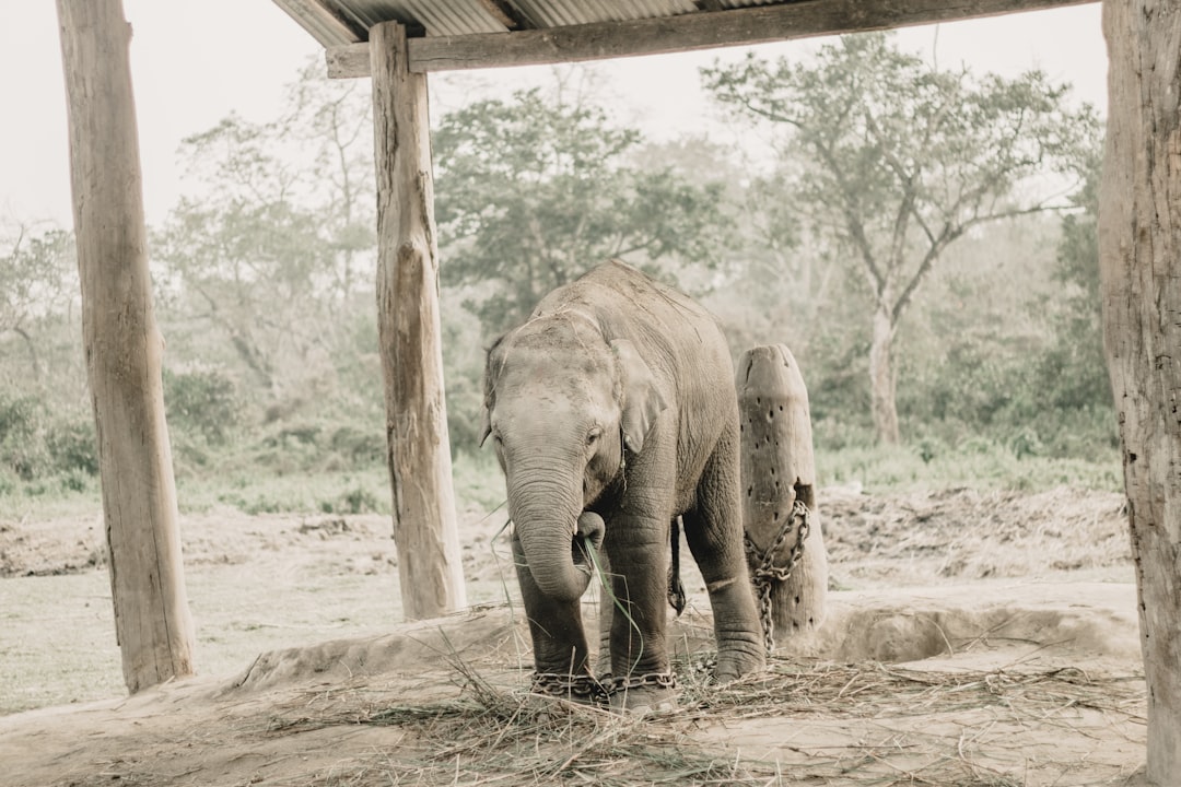 Chitwan: Nashörner und Krokodile am Rapti-Fluss — HFFV+Q6W
