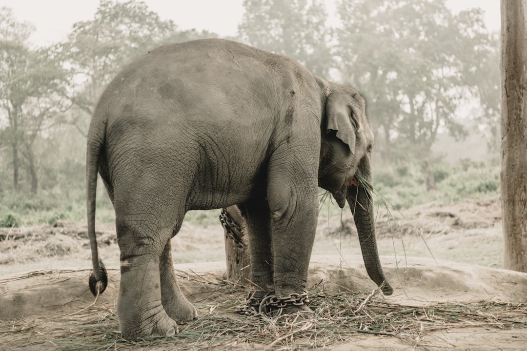 Chitwan: Nashörner und Krokodile am Rapti-Fluss - HFFV+Q6W | Secret World Trip Planner