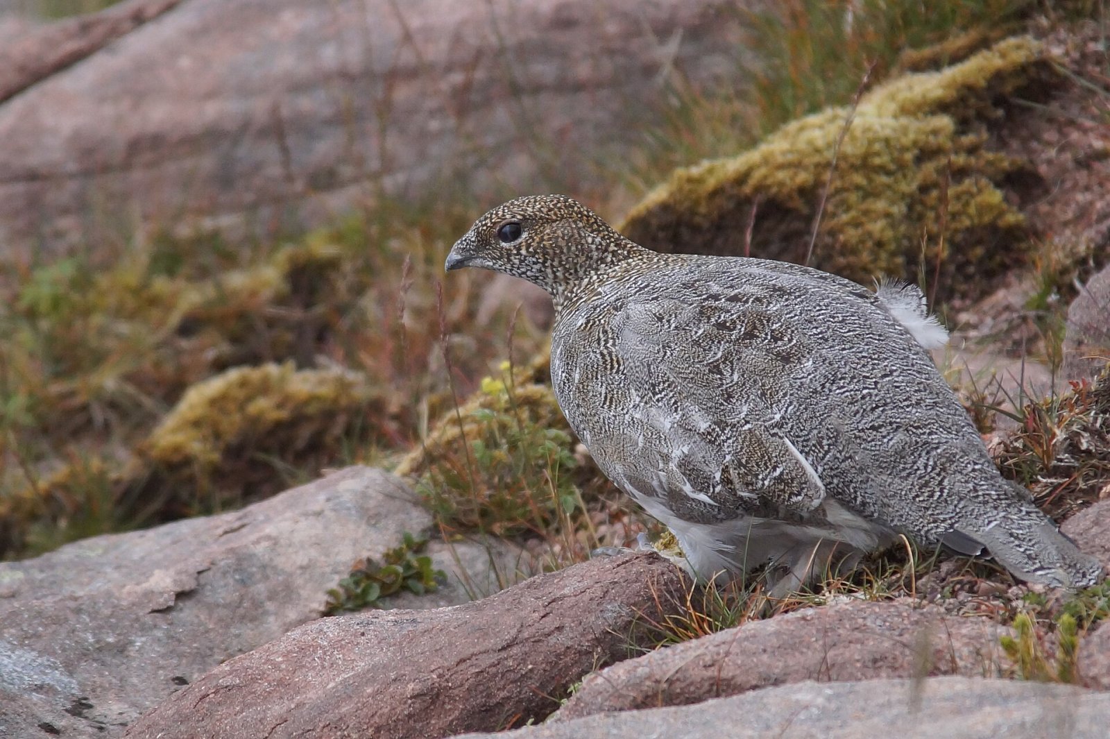 Discover Ptarmigan: The Mountain of Scotland — Rowchoish