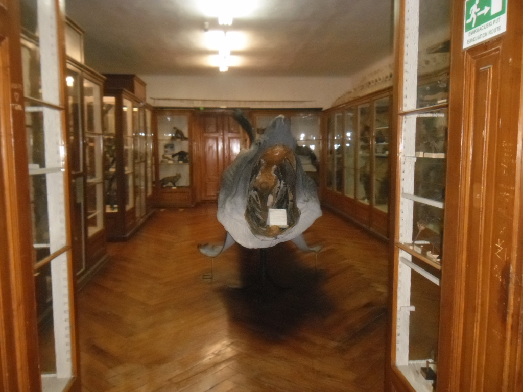Croatian Natural History Museum: A Journey into Nature in Zagreb - Zagreb | Secret World Trip Planner