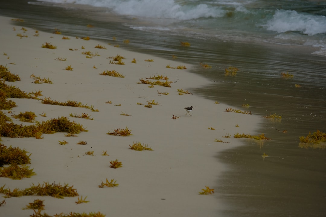 Playa Rincón: der wilde Strand von Las Galeras - Playa Rincon | Secret World Trip Planner