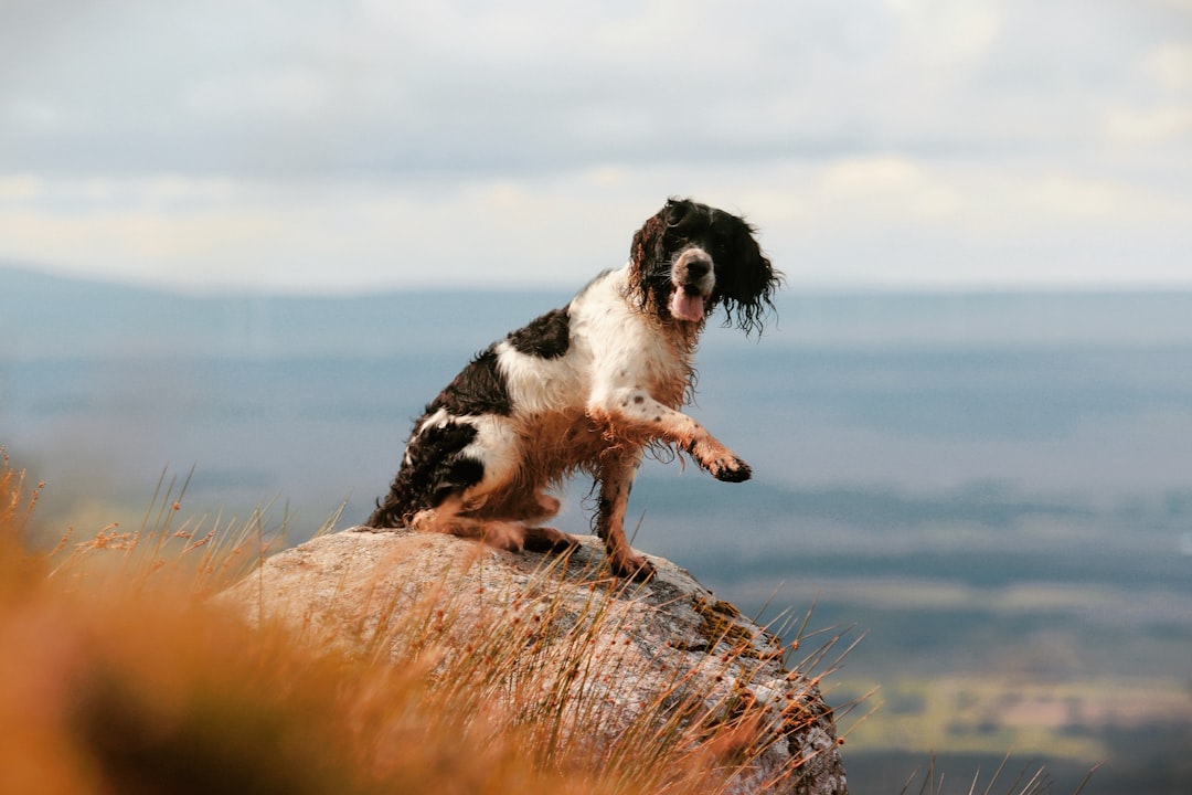 Springer Mountain: Startpunkt des Appalachian Trails — Springer Mountain